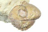 Enrolled Kainops Trilobite - Black Cat Mountain, Oklahoma #362991-1